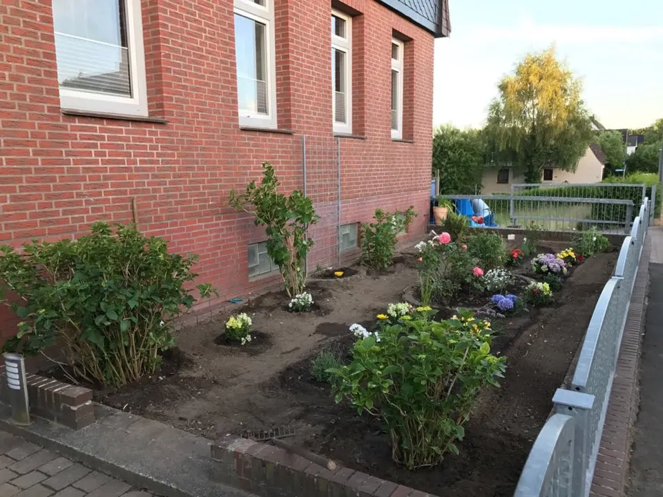 Neu angelegtes Blumenbeet mit Rosen und Hortensien an der Hauswand